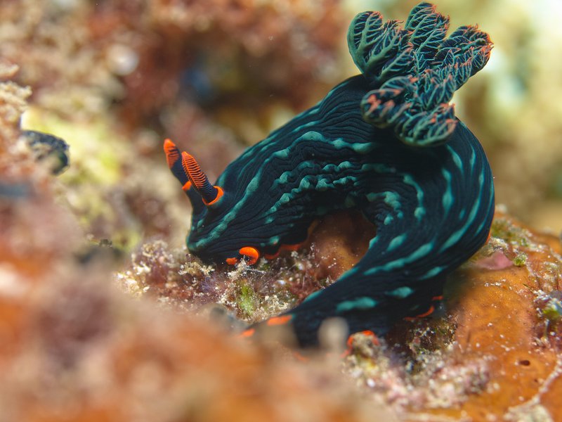 Nudibranch, Segalu